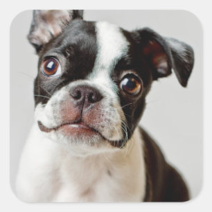 Boston Terrier Quadratischer Aufkleber