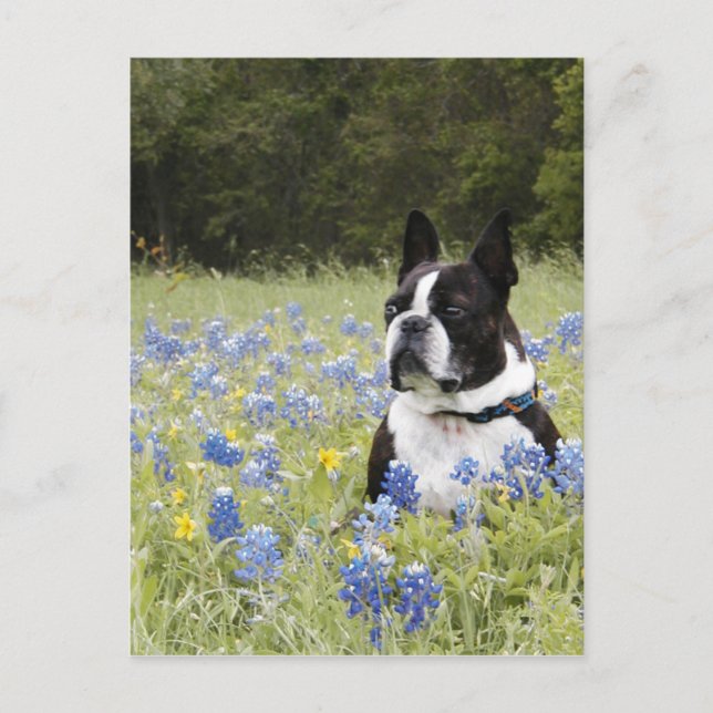 Boston Terrier sitzt auf einem Feld von Blue Bonne Postkarte (Vorderseite)