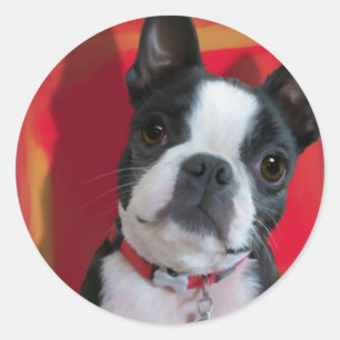 Boston Terrier Sticker