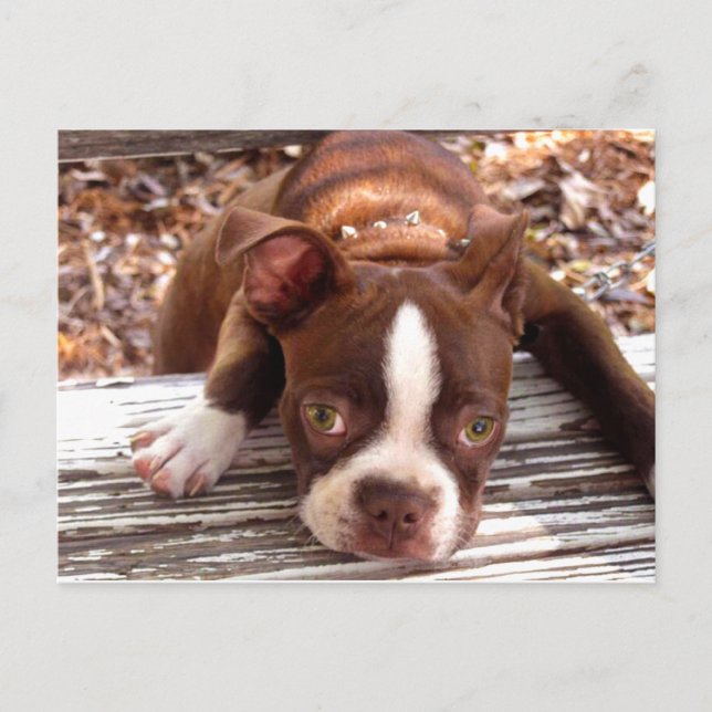 Boston Terrier Sympathy Card Postkarte (Vorderseite)