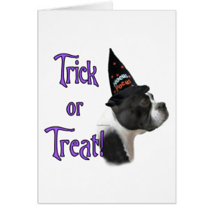Boston Terrier Trick