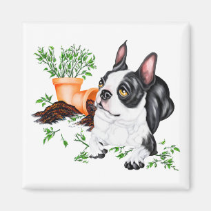 Boston Terrier Unartiger Welpe Magnet