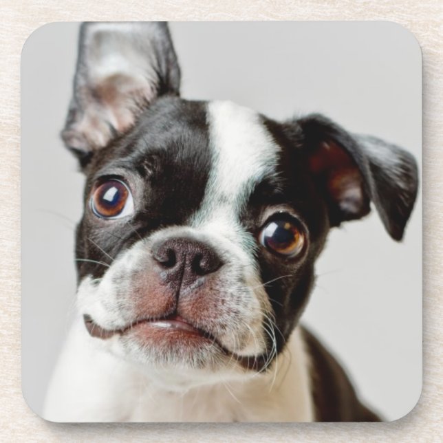 Boston Terrier Untersetzer (Vorderseite)