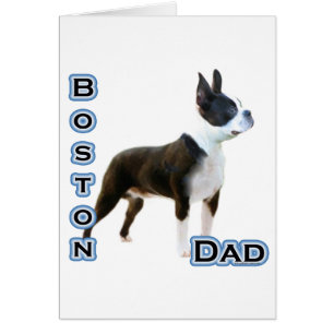 Boston Terrier Vater 4