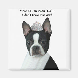 Boston Terrier: Was Gemein du "Nein"? Magnet
