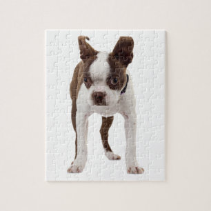 Boston Terrier Welpe