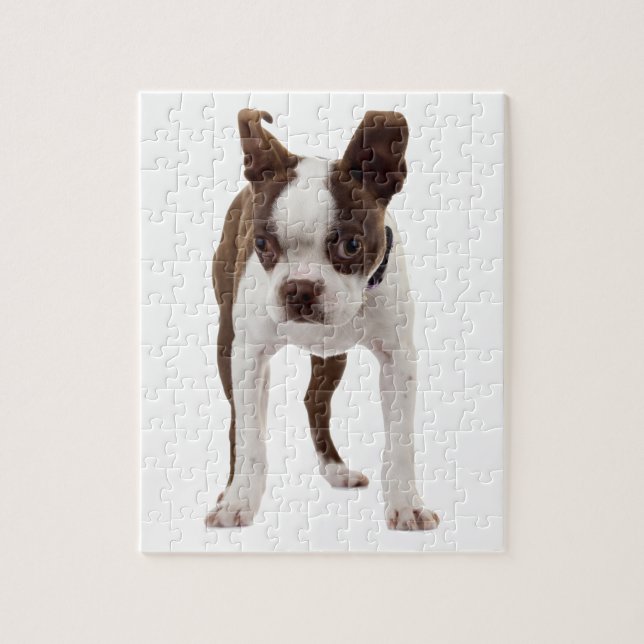 Boston Terrier Welpe (Vertikal)