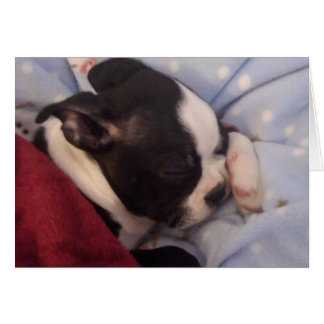 Boston Terrier Welpe BLANK