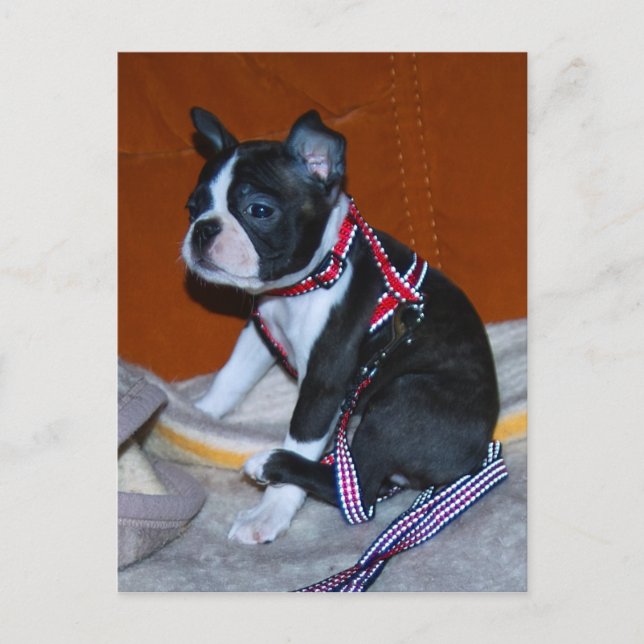 Boston Terrier Welpe Postkarte (Vorderseite)