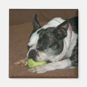 Boston Terrier with Tennis Ball - Foto Magnet