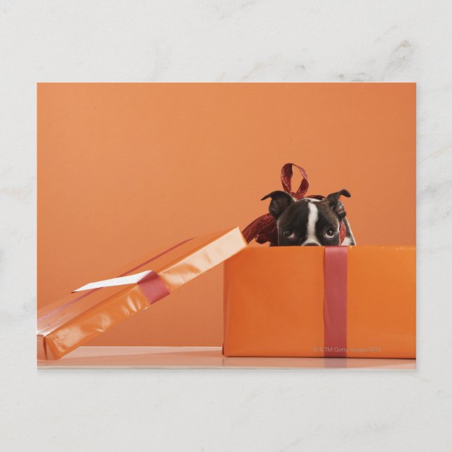 Bostoner Welpe in der Geschenkboxen Postkarte (Vorderseite)