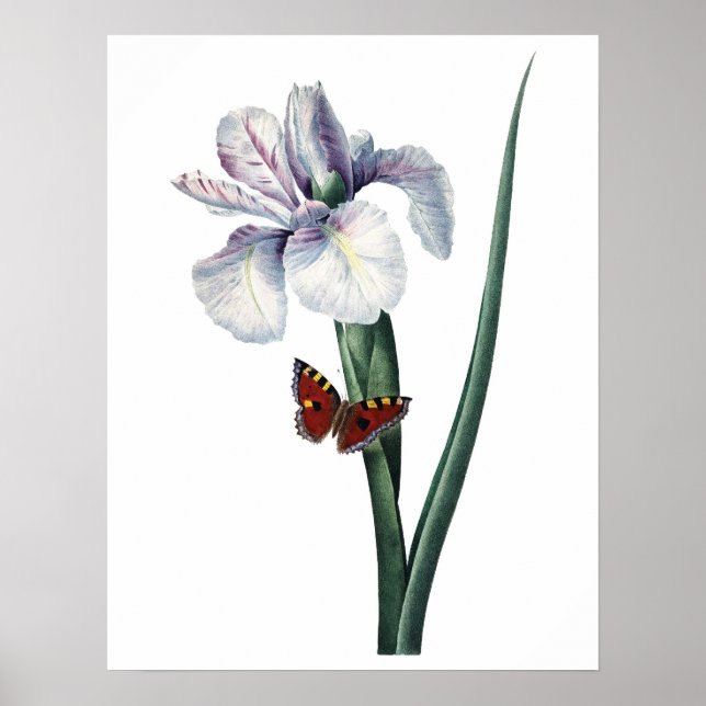 Botanical PREMIUM QUALITY print of iris Poster (Vorne)