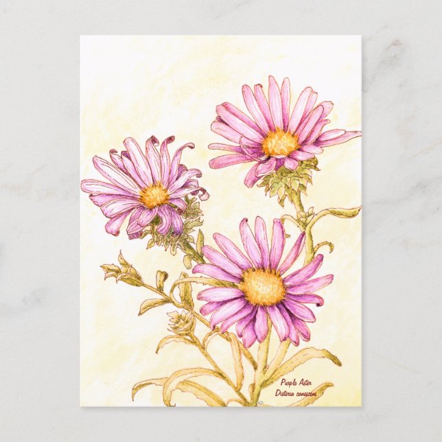 Botanical wildflower watercolor aster postkarte (Vorderseite)