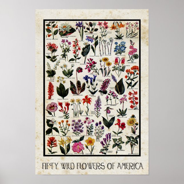 Botanical Wildflowers of America Antique Floral Poster (Vorne)