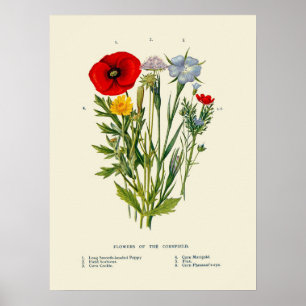 Botanische alte Kornfeld-Wildblumen Poster