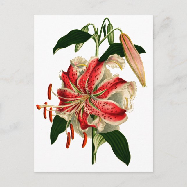 Botanische Antike Rosa und Weiße Lilie Postkarte (Vorderseite)