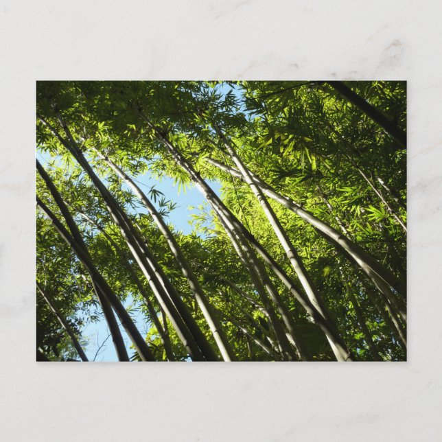 Botanische Bambusnatur Postkarte (Vorderseite)