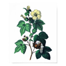 Botanische Baumwolle