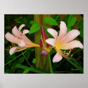 Botanische Belladonna Rosa Lilien Blumendruck Poster
