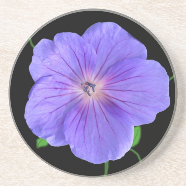 Botanische blaue Pelargonie-Blume auf irgendeiner Sandstein Untersetzer (Vorne)