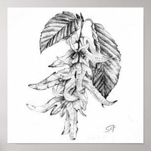 Botanische Bleistiftskizze des Hornbeam Poster