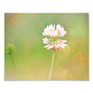 Botanische Blume Fotodruck