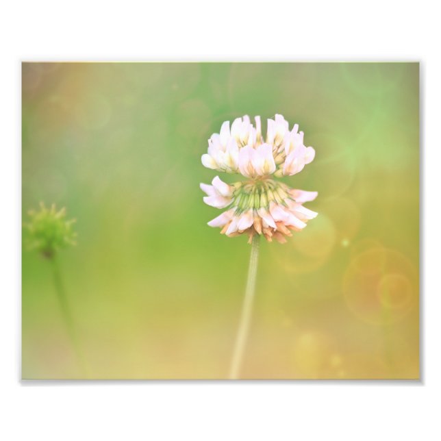 Botanische Blume Fotodruck (Vorne)