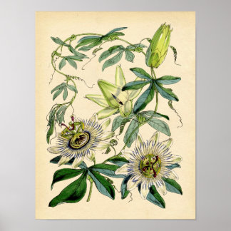 Botanische Blume - Passion (Passiflora) Poster