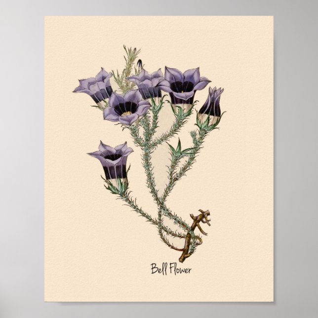 Botanische Blume Poster (Vorne)