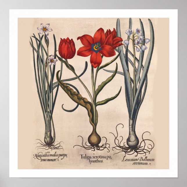 Botanische Blume Poster (Vorne)