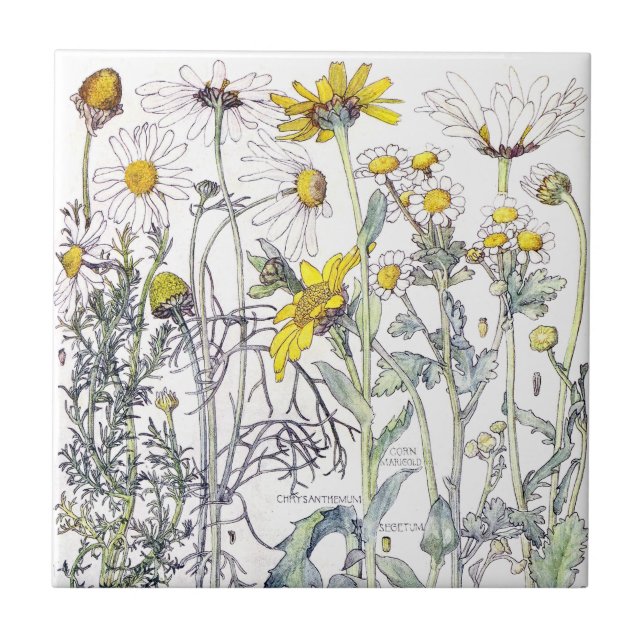 Botanische Chrysantheme-Wildblume-Blumen-Fliese Fliese (Vorderseite)