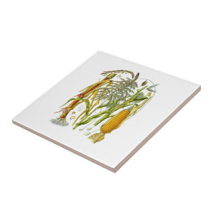 Botanische Darstellung der Pflanze von Mais Fliese