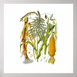 Botanische Darstellung der Pflanze von Mais Poster