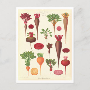Botanische Darstellung der Rüben aus dem Saatkatal Postkarte