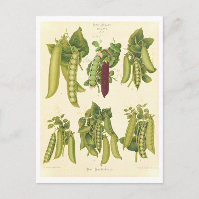 Botanische Erbsendarstellung aus Saatkatalog Postkarte (Vorderseite)