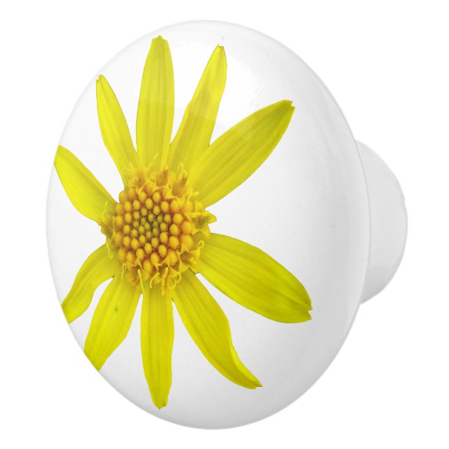 Botanische gelbe Arnika-Wildblume auf irgendeiner Keramikknauf (Rechts)