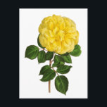 Botanische gelbe Pfingstrose Postkarte<br><div class="desc">Vintage botanische gelbe Pfingstrose.</div>