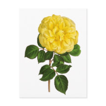 Botanische gelbe Pfingstrose