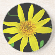 Botanische gelbe Wildblume auf irgendeiner Farbe