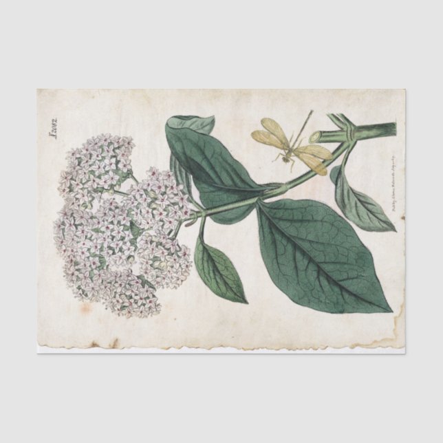 Botanische Golddragonfly-Blume Seidenpapier (Vorderseite)