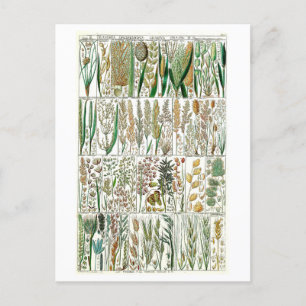 Botanische Grafik von alten Gräsern Postkarte