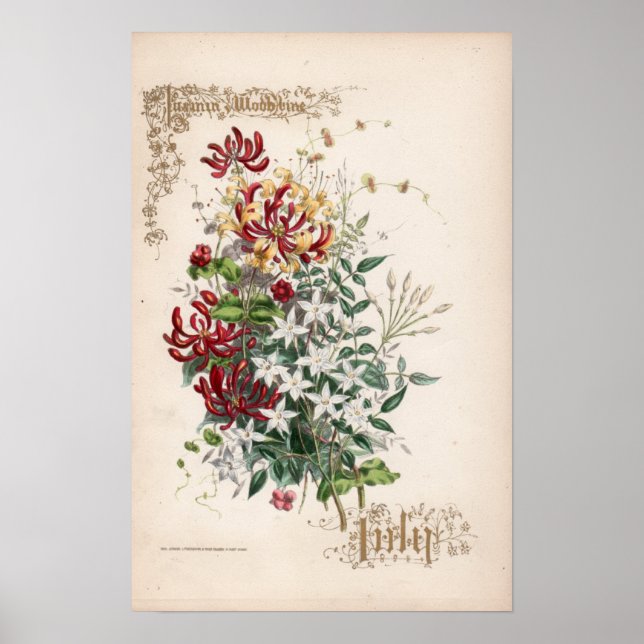 Botanische Gravuren, Juli Poster (Vorne)