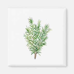 Botanische grüne Pflanze Gartenküche Rosmarin Magnet