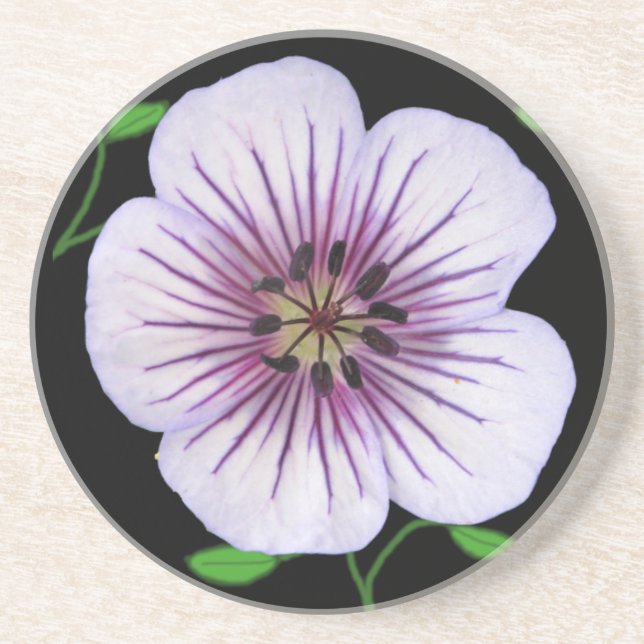 Botanische hellblaue Pelargonie-Blume auf Untersetzer (Vorne)