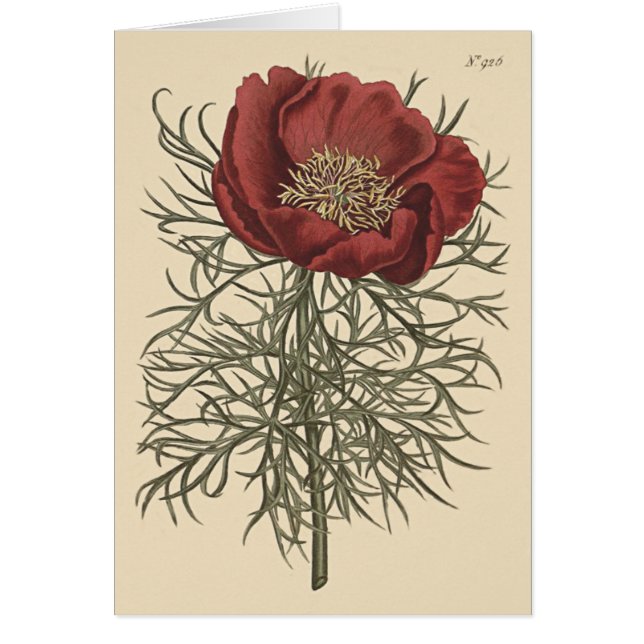 Botanische Illustration aus feinem Blätterteig (Vorne)