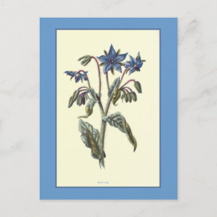 Botanische Illustration "Borage" Postkarte