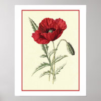 Botanische Illustration "Common Poppy"
