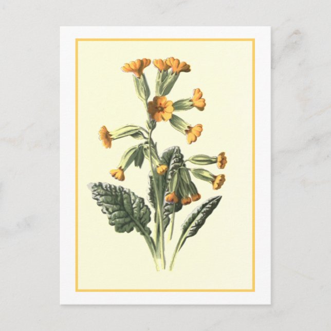 Botanische Illustration "Cowslip" Postkarte (Vorderseite)