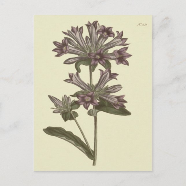 Botanische Illustration der geballten Blume Postkarte (Vorderseite)
