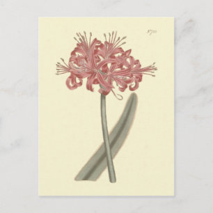 Botanische Illustration der Graublättrigen Amaryll Postkarte